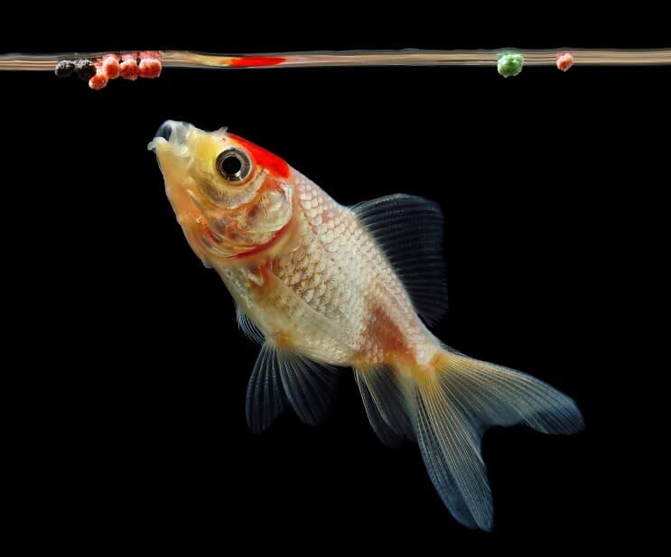 Comer Peixe Dourado