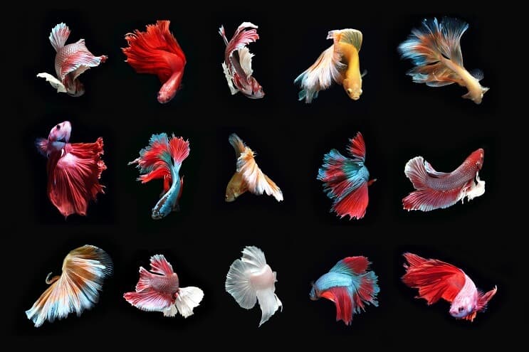 Tipos de peixes Betta