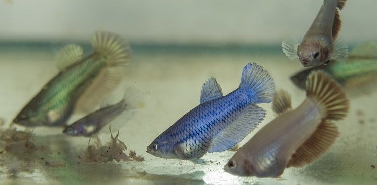 Alimentando Betta Fry
