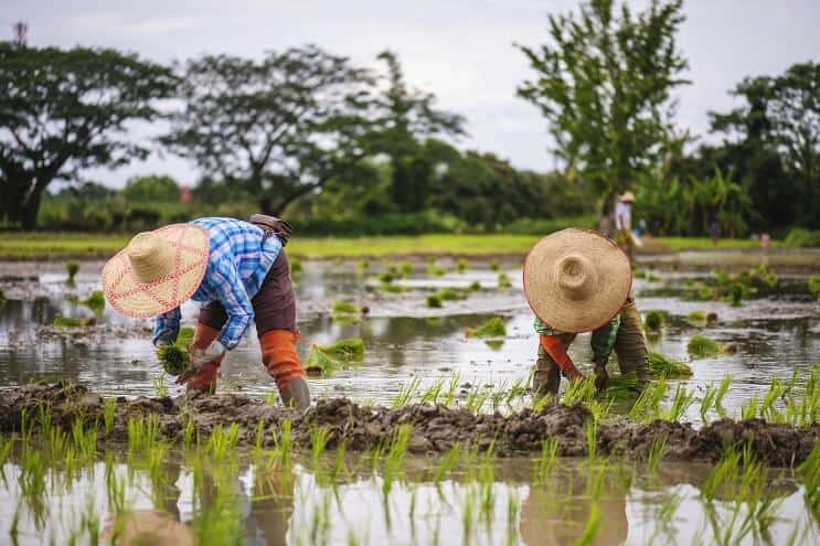 Campos de arroz na Tailândia