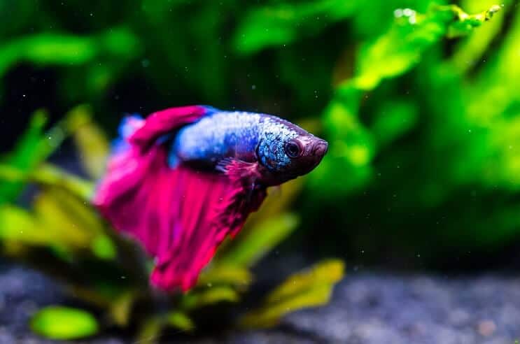 Peixe Betta