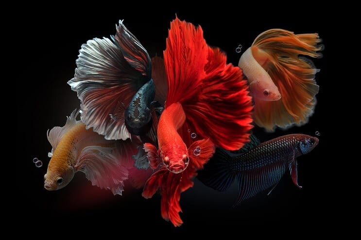 Bettas machos