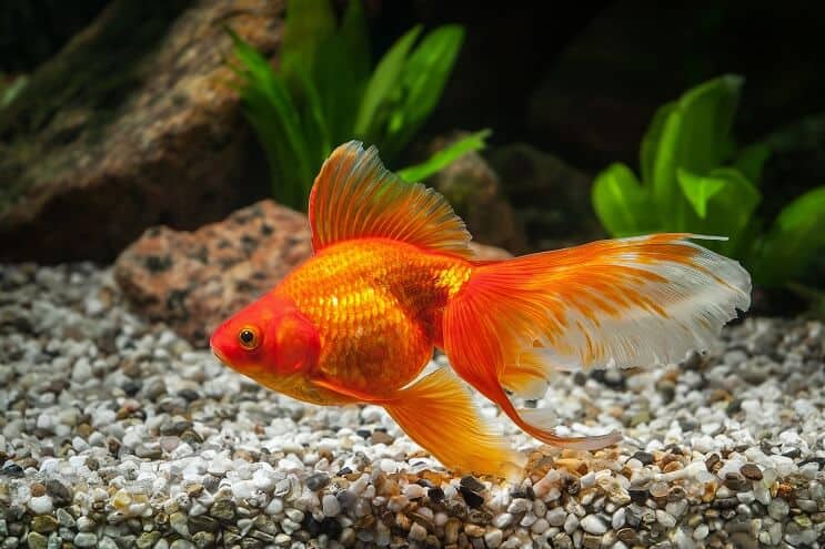 Goldfish Tank