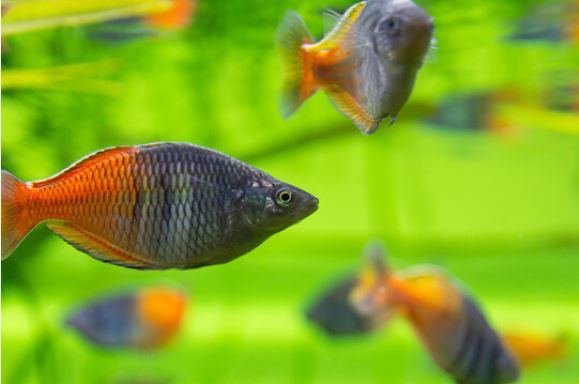 peixe arco-íris boesman
