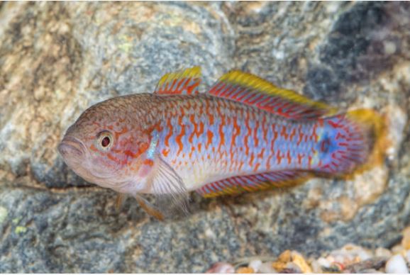 pavão gudgeon