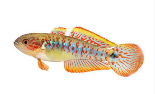 pavão gudgeon