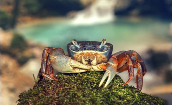 O guia completo para o cuidado do caranguejo arco-íris