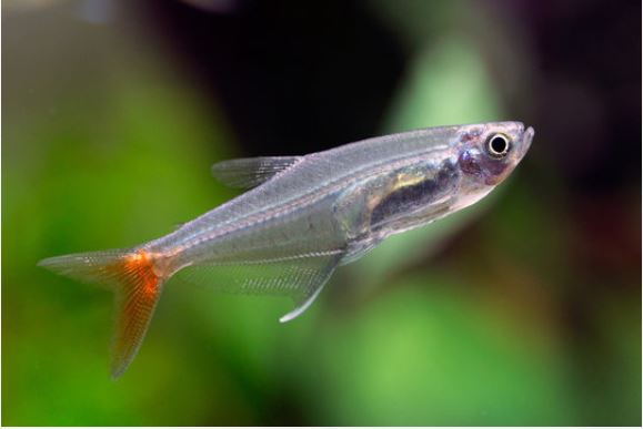 Bloodfin tetra
