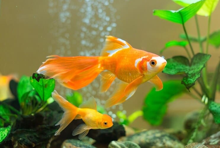 Peixe dourado em um aquário