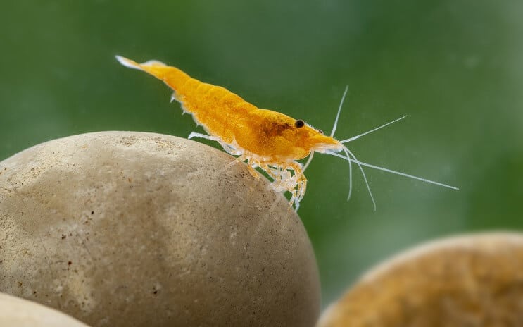 Camarão Neocaridina