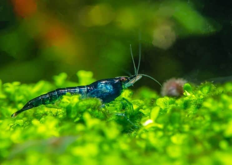 Camarão Blue Velvet