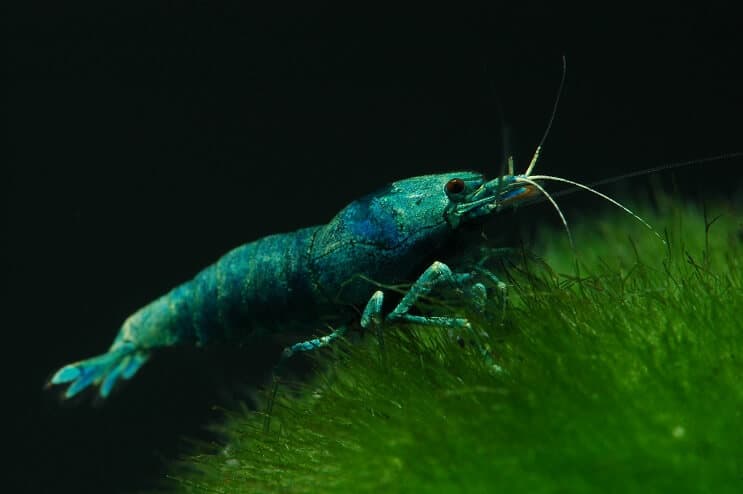 Camarão Blue Bolt