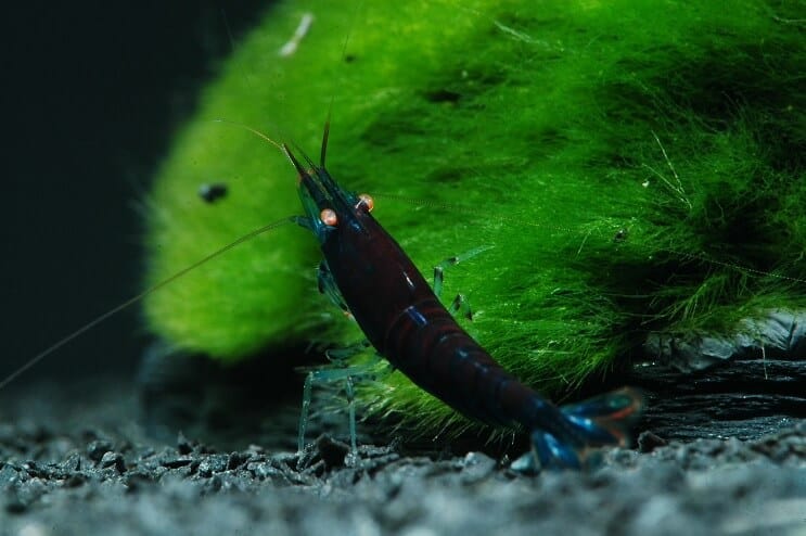 Camarão tigre azul