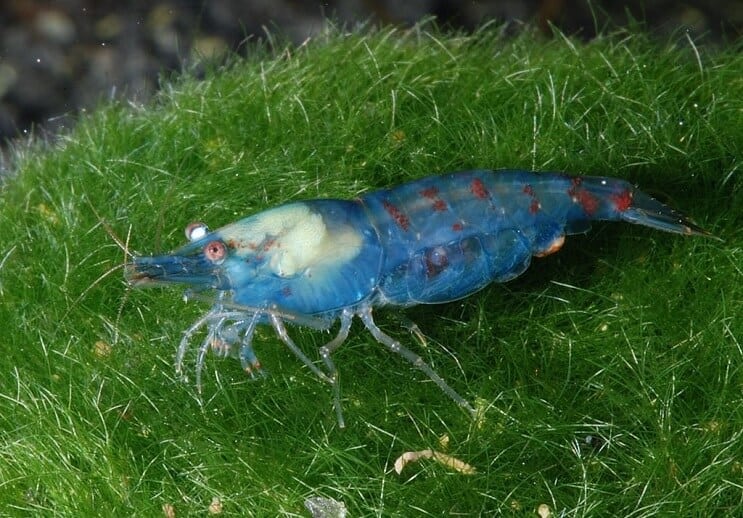 Camarão Blue Pearl