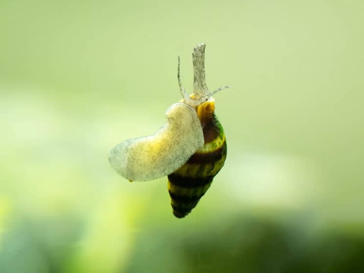 Caracol Assassino
