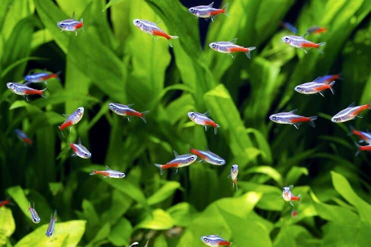 Tanks Mates for Assassin Snail