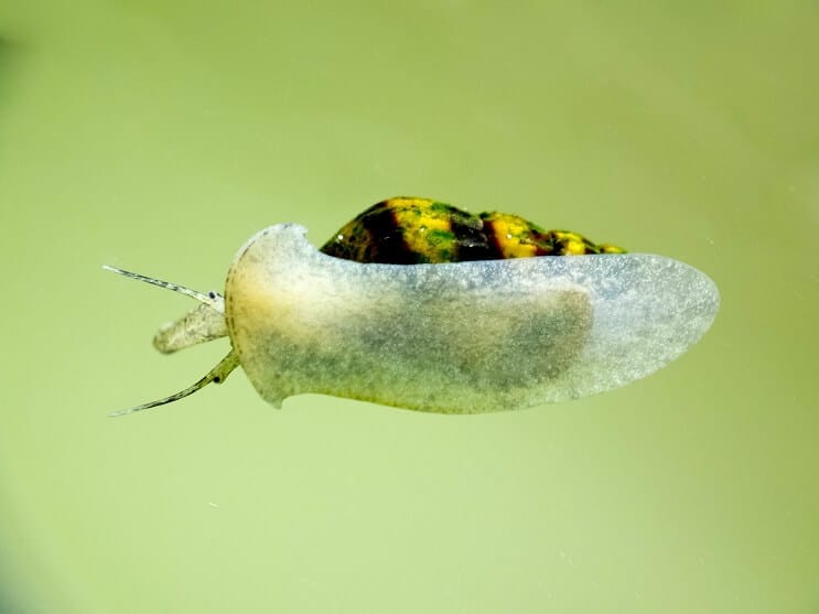 Caracol assassino no aquário