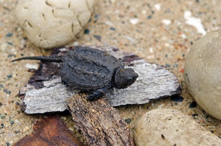 Baby Snapping Turtle: Guia completo de cuidados e informações sobre a raça