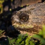 Snapping Turtle