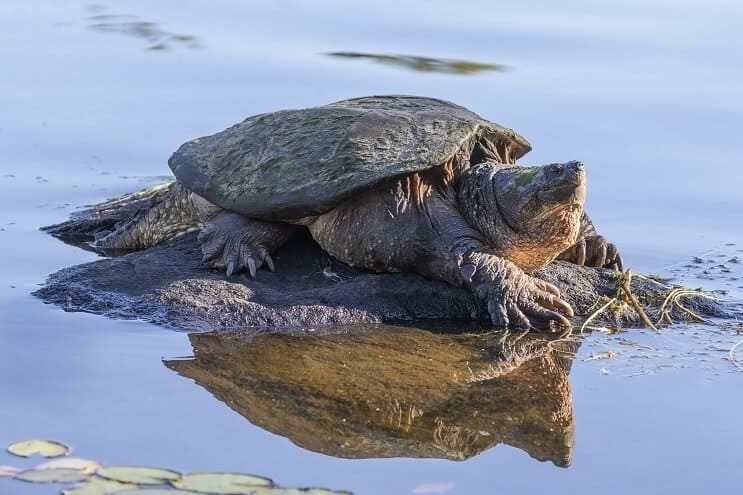 Snapping Turtle on Rock