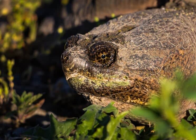 Snapping Turtle