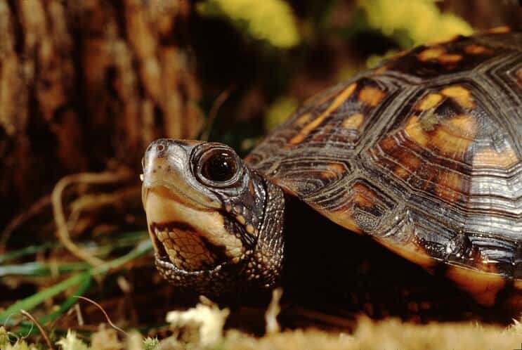 Guia de cuidados completos para tartarugas de caixa oriental: dieta, habitat e mais ...