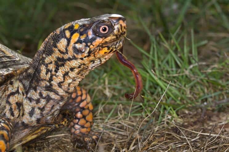 Dieta da tartaruga de caixa oriental