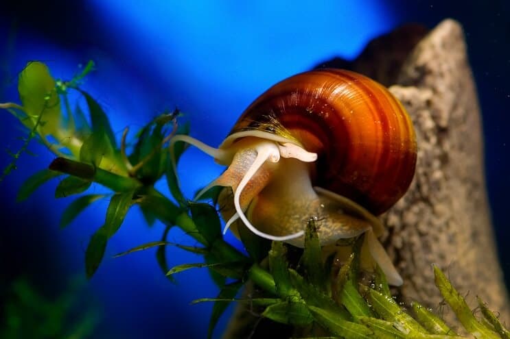 Caracol