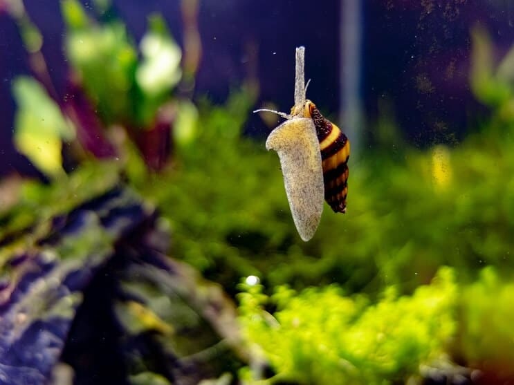 Caracol Assassino