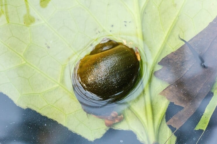 Caracol maçã