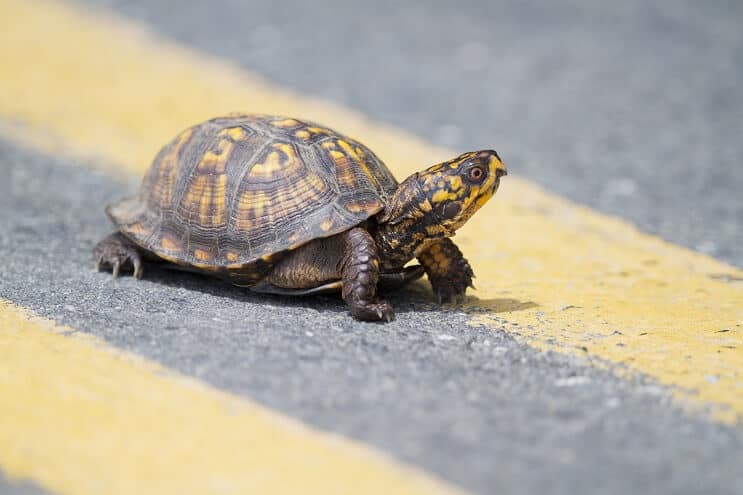 Box Turtle Care