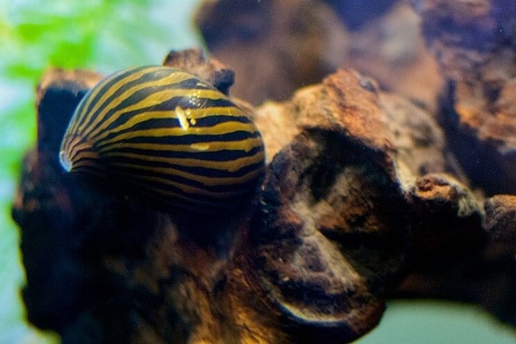 Nerite Snails: The Definitive Care Guide
