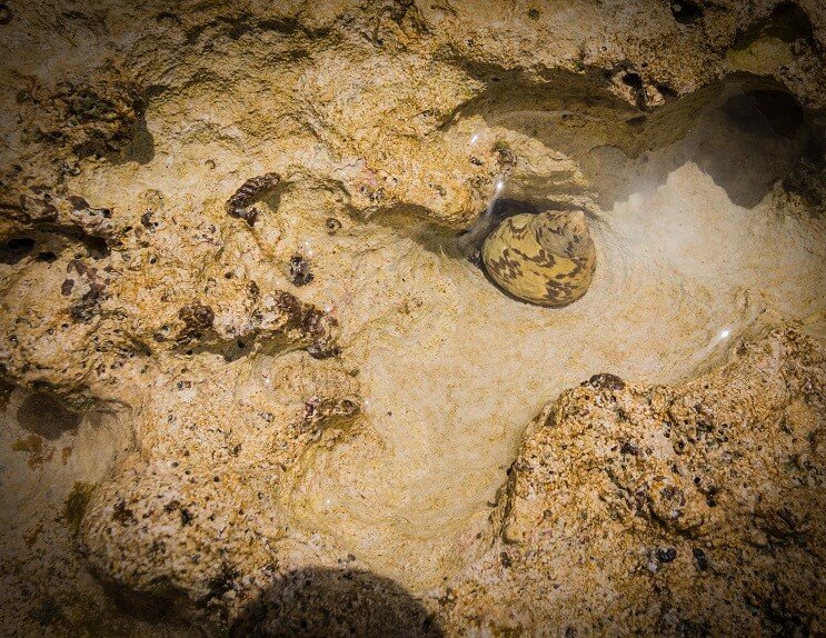 Caracol Nerite xadrez