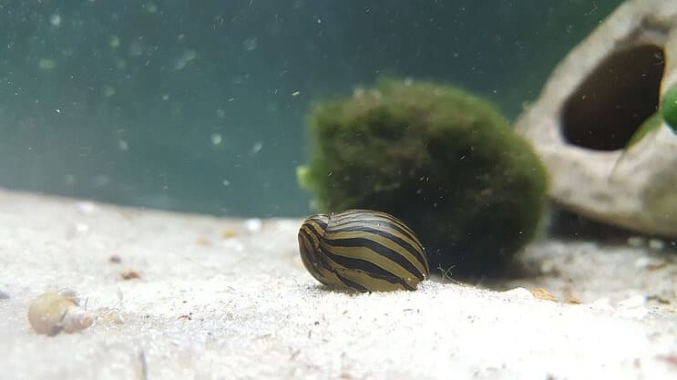 Caracol Zebra Nerite em um tanque