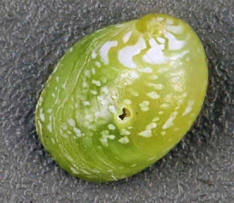Esmeralda Nerite Snail