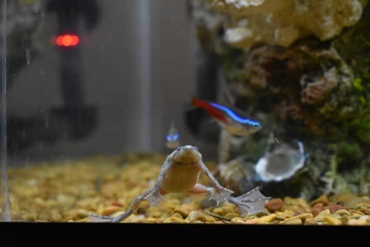 Sapo Anão Africano e Tetra Neon