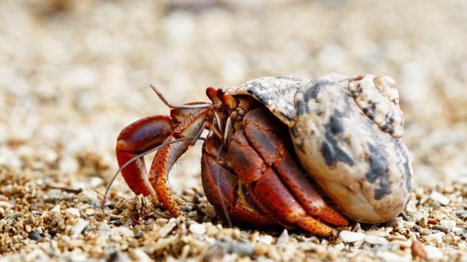 The Ultimate Hermit Crab Care Guide: Habitat, Food And Muito Mais ...