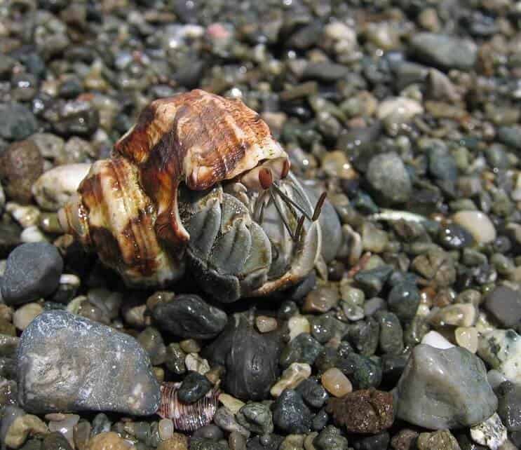 Caranguejo Eremita Equatoriano