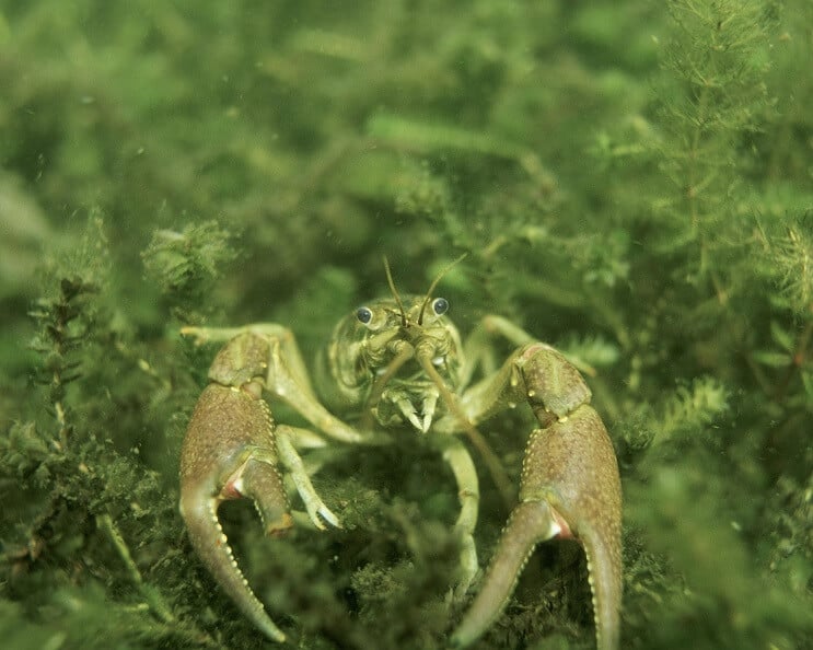 Garras de Lagostim