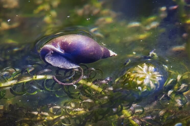 Caracol de lagoa