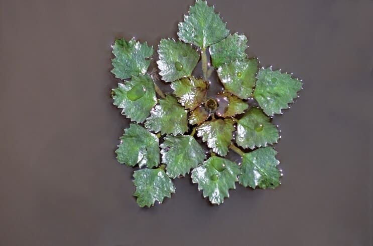 Castanhas d'água