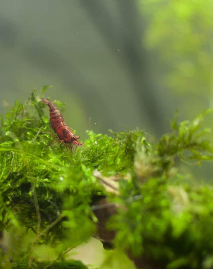 Java Moss