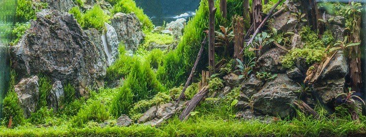 Condições do tanque de capim capilar anão