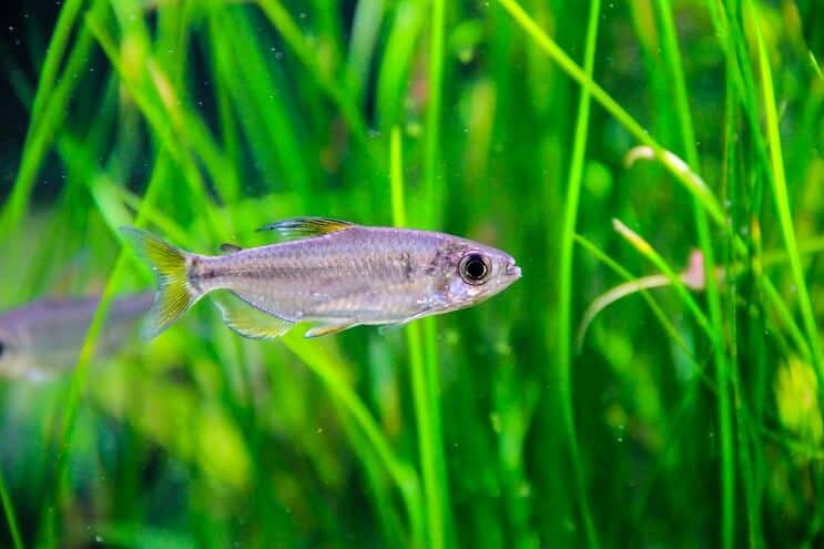 Anão Hairgrass Tank Mates