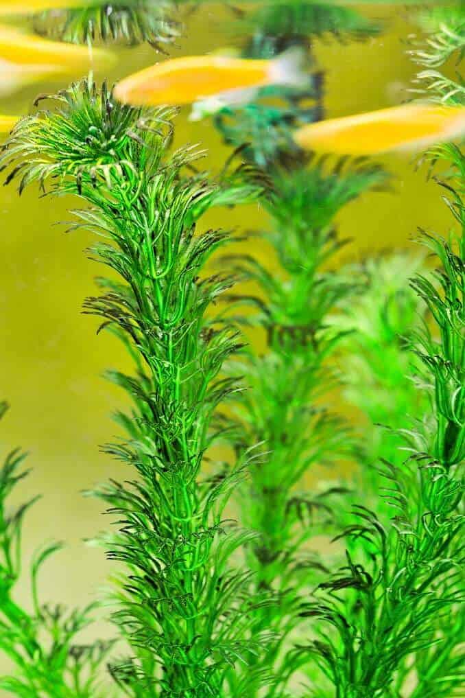 Hornwort: O Guia Completo de Cuidados