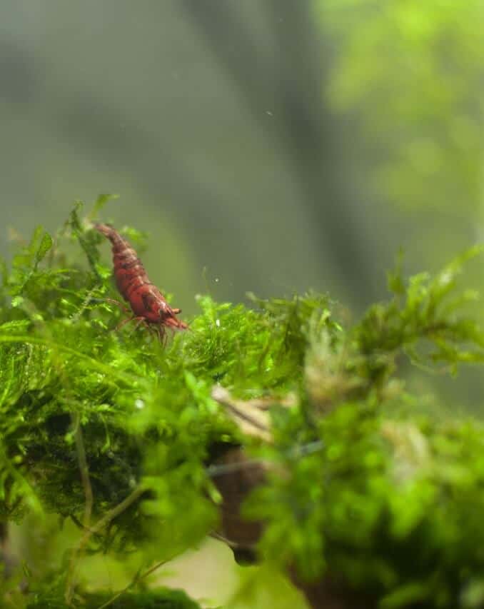 Red Cherry em java musgo