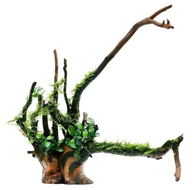 Musgo de Java e Anubias na madeira