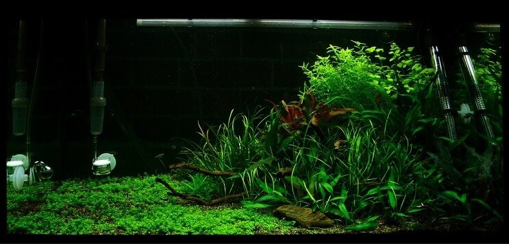 Condições do tanque Staurogyne repens