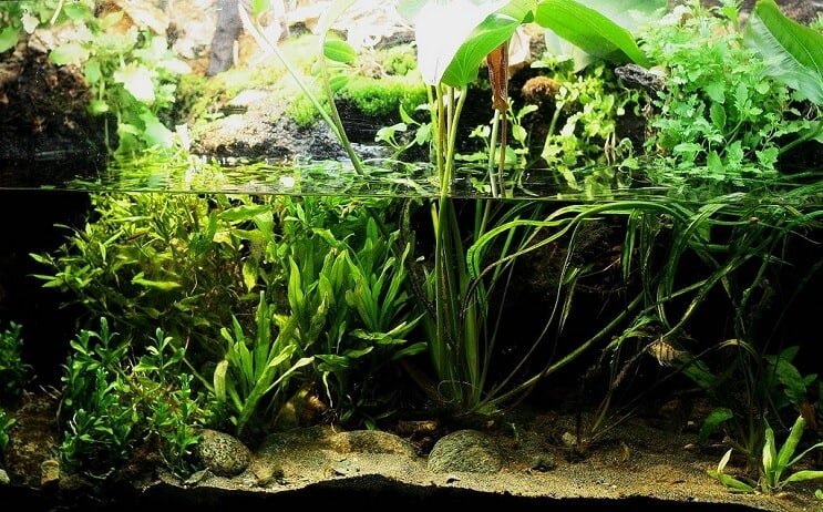 Visão geral do Paludarium