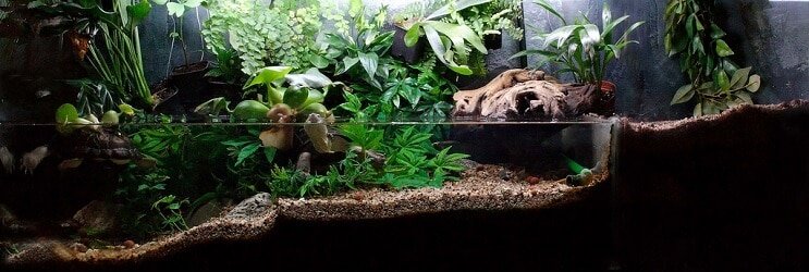Plantas Paludarium